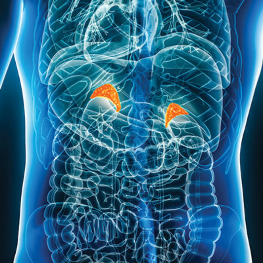 Intensive Review of Endocrinology and Metabolism 2025