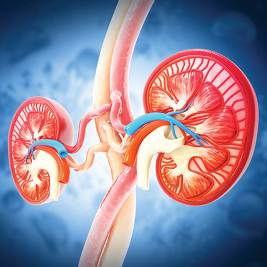 Intensive Review of Nephrology 2025